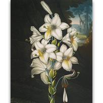 Reprodukcija „Baltoji lelija“, Robert John Thornton, (1808)