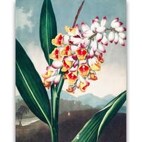 Reprodukcija „Renealmija“, Robert John Thornton, (1808)