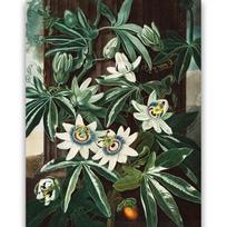 Reprodukcija „Melsvoji pasiflora“, Robert John Thornton, (1808)
