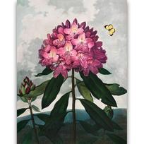 Reprodukcija „Rododendras“, Robert John Thornton, (1808)