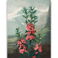 Reprodukcija „Siauralapė Kalmija“, Robert John Thornton, (1808)