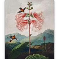 Reprodukcija „Žydinti gėlė“, Robert John Thornton, (1808)