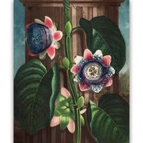 Reprodukcija „Melioninė pasiflora“, Robert John Thornton, (1808)