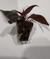 Vienmetės gėlės daigelis, sprigė "New Guinea Clockwork DL Appleblossom" FLORENSIS