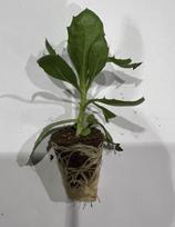 Vienmetės gėlės daigelis, kaulasėklis "Dalina Compact Rose White" FLORENSIS