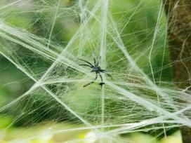 Dirbtinės baltos voratinklio dekoracijos su 4 vorais Helovino šventei