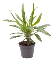 Vazoninis augalas Tukvis, Ø 6, 15 cm, lot. Pachypodium Lamerei