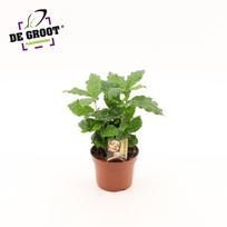 Vazoninis augalas kavamedis, Ø 12, 25 cm, lot. COFFEA