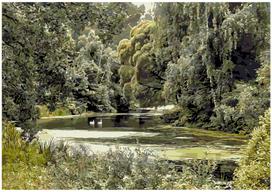 Piešimo rinkinys Green Grove, 40x50