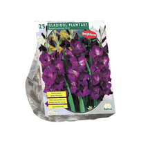 Kardelių svogūnėliai, lot. GLADIOLUS PLUMTART, 25 vnt