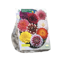 Jurginų svogūnėliai, lot. DAHLIA DECORATIEF MIXED, 3 vnt