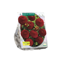 Jurginų svogūnėlis, lot. DAHLIA POMPON ROCCO, 1 vnt