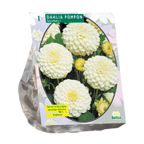 Jurginų svogūnėlis, lot. DAHLIA POMPON SNOWFLAKE, 1 vnt