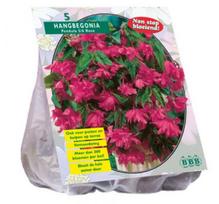 Begonijų svogūnėliai, lot. BEGONIA PENDULA ROZE, 5 vnt