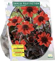 Jurginų svogūnėlis, lot. DAHLIA PULP FICTION, 1 vnt
