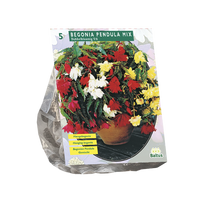 Begonijų svogūnėliai, lot. BEGONIA PENDULA MIX, 5 vnt
