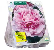 Bijūnų svogūnėliai, lot. PIOENROZEN ROZE, 2 vnt