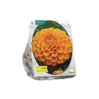 Jurginų svogūnėlis, lot. DAHLIA BALL MAARN, 1 vnt
