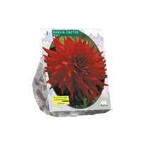 Jurginų svogūnėlis, lot. DAHLIA CACTUS HELGA, 1 vnt