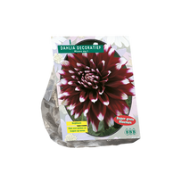 Jurginų svogūnėlis, lot. DAHLIA DECORATIEF MYSTERY DAY, 1 vnt