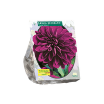 Jurginų svogūnėlis, lot. DAHLIA DECORATIEF THOMAS EDISON, 1 vnt