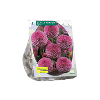 Jurginų svogūnėlis, lot. DAHLIA POMPON LIPOMA, 1 vnt