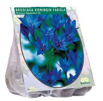 Trilapės lelijos svogūnėliai, lot. BRODIAEA FABIOLA, 100 vnt