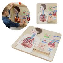 Montessori kvėpavimo sistemos edukacinė lenta