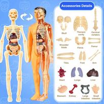 3D Žmogaus Skeleto Organų Anatomijos Mokslinis Modelio Rinkinys Vaikams Kūno Švietimo Modeliai Nuimamas Simuliacinis Pasidaryk pats Organų Surinkimo Modelis