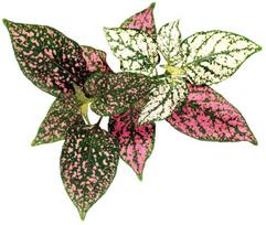 Click & Grow SGR48X3