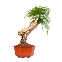 Araucaria Cunninghamii "Hexagon" P26