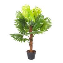 Žalia vėduoklinė palmė, H100cm