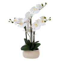 Balta orchidėja su 4 šakomis SODE, aukštis 55 cm, pilkas vazonas