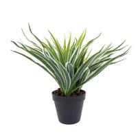Žalios žolės augalas, aukštis 30 cm, juodas vazonas