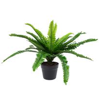Žalias augalas Bostono papartis, aukštis 60 cm, juodas vazonas