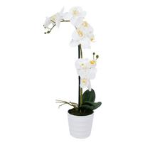 Balta orchidėja su 2 šakomis SODE, aukštis 51 cm, baltas vazonas