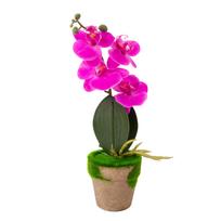 Orchidėja GREENLAND vazone, su samanomis, mišinys