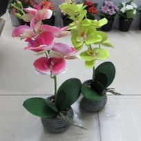 Vazoninė GRENLANDIJOS orchidėja, mišinys