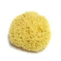 Hydrea London Natūrali jūros kempinė Honeycomb Sea Sponge ~13 cm