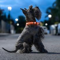Antkaklis su LED augintiniams Petlux InnovaGoods