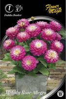 Jurginų svogūnėlis, lot. Dahlia Melody Rose Allegro