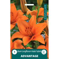 Lelijų svogūnėliai, lot. LILIUM LA ADVANTAGE, 1 vnt.