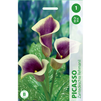 Kalijų svogūnėlis, lot. ZANTEDESCHIA PICASSO, 1 vnt