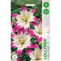 Lelijų svogūnėlis, lot. LILIUM LOLLYPOP, 2 vnt.