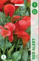 Kalijų svogūnėlis, lot. ZANTEDESCHIA RED ALERT, 1 vnt.