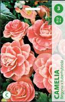 Begonijų svogūnėliai, lot. BEGONIA CAMELIA, 3 vnt