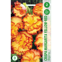 Begonijų svogūnėliai, lot. BEGONIA CRISPA MARGARITA YELLOW - RED, 2 vnt