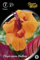 Kanų svogūnėlis, lot. Canna Tropican Durban