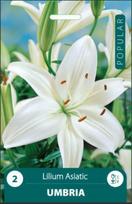 Lelijų svogūnėliai, lot. LILIUM ASIATIC UMBRIA, 1 vnt.