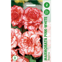 Begonijų svogūnėliai, lot. BEGONIA MARMORATA PINK - WHITE, 2 vnt